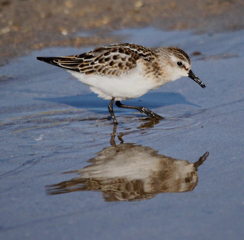 Little Stint