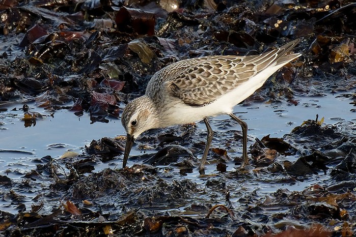 Curlew Sandpiper