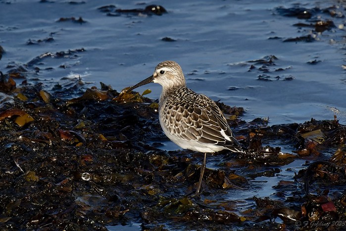 Curlew Sandpiper