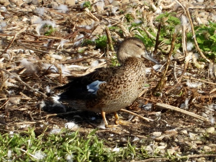 Blue-winged Teal