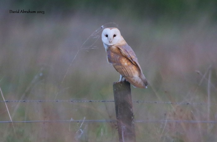 Barn Owl