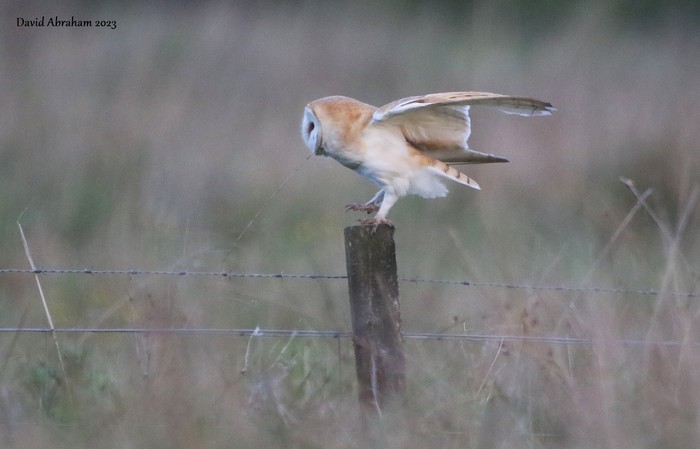 Barn Owl