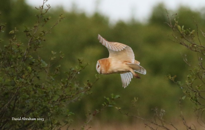 Barn Owl