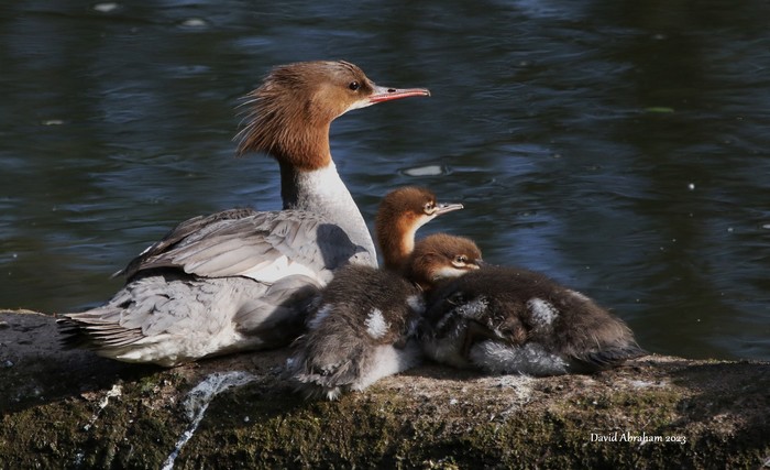 Goosander 