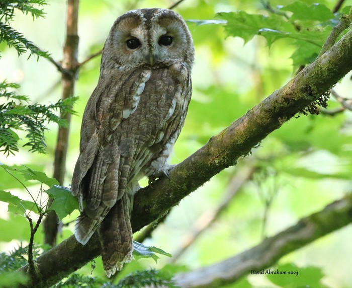 Tawny Owl 