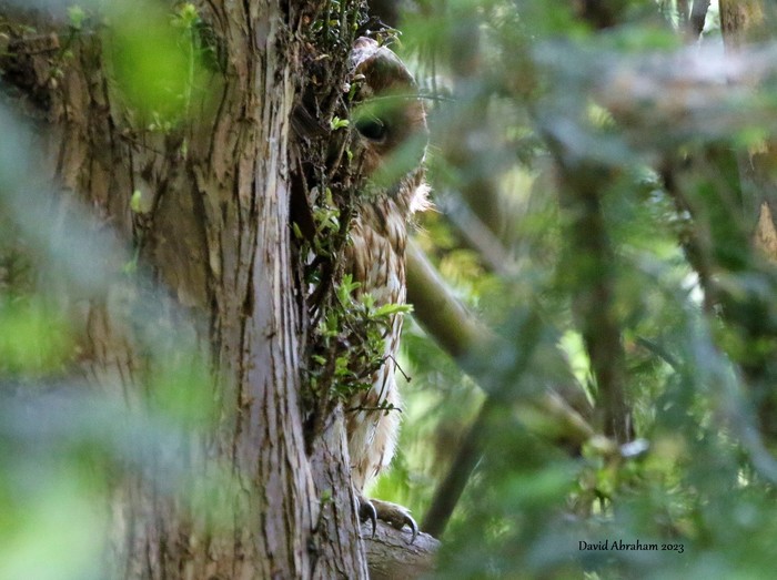 Tawny Owl 