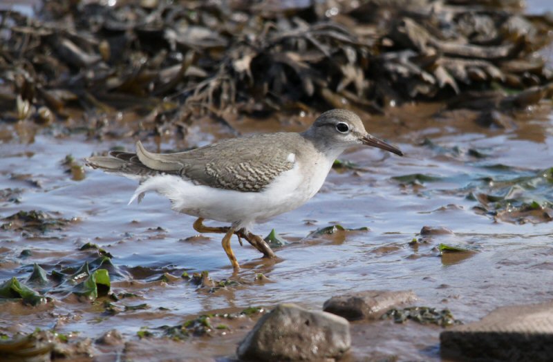 Spotted Sandpiper
