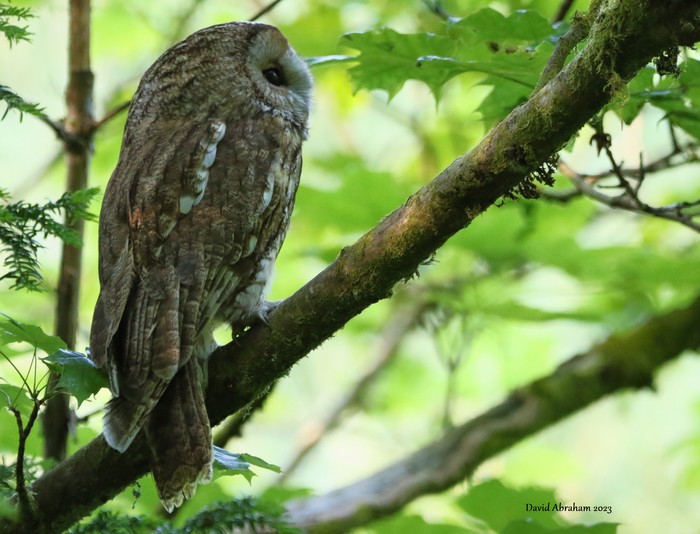 Tawny Owl 
