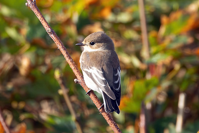 Pied Flycatcher