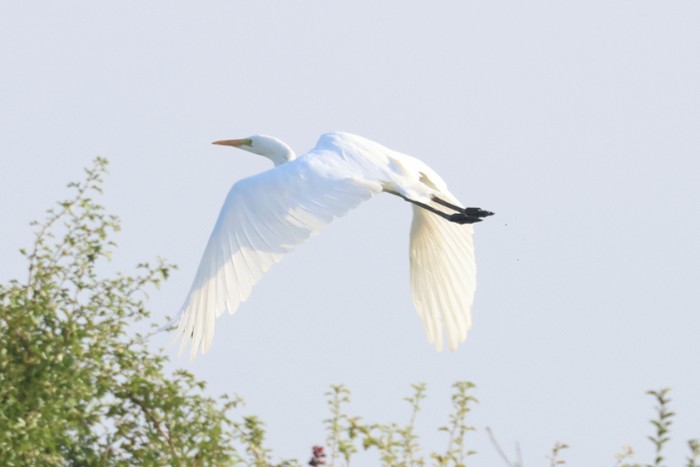 Great White Egret