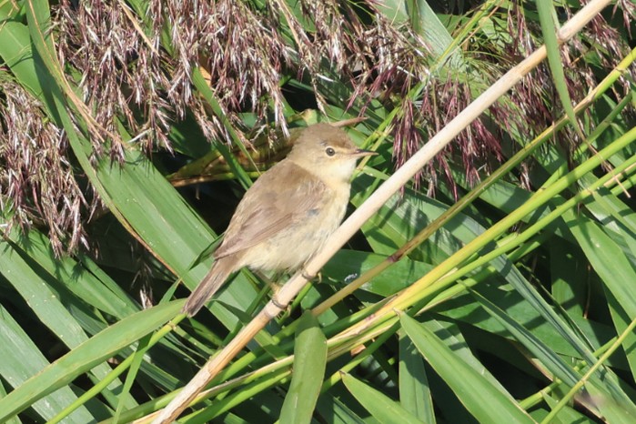 Reed Warbler