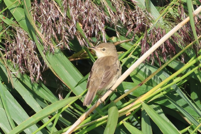 Reed Warbler