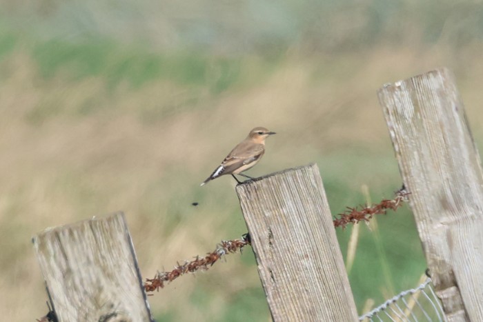 Wheatear