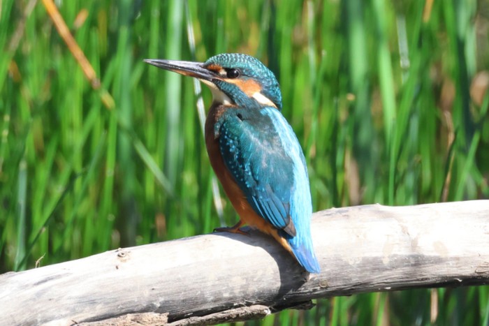 Kingfisher