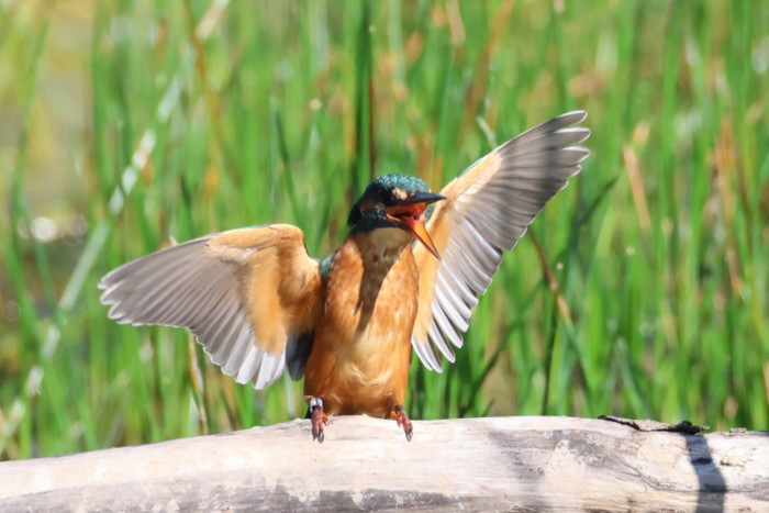 Kingfisher
