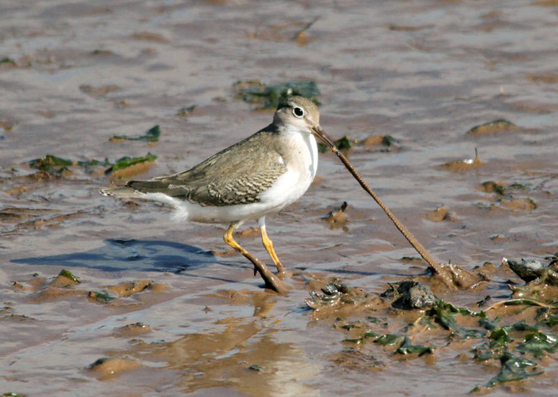 Spotted Sandpiper