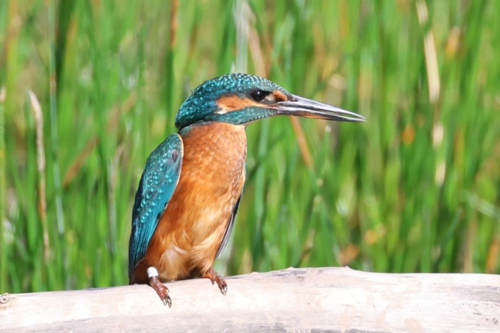 Kingfisher