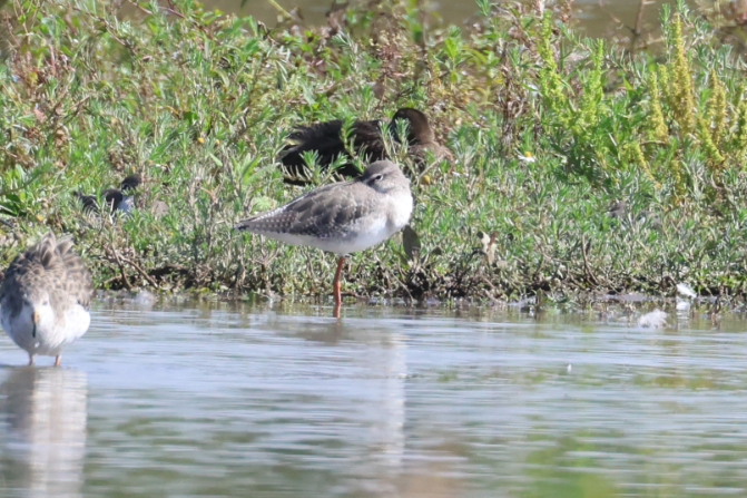 Spotted Redshank
