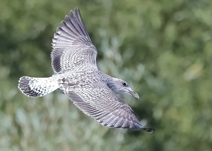 Herring Gull