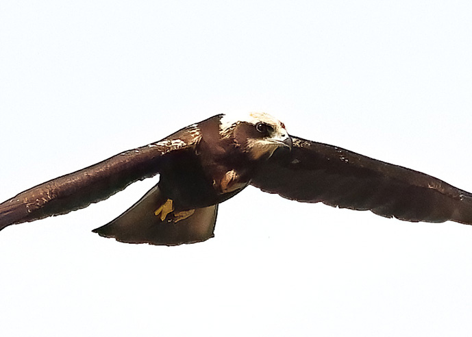 Marsh Harrier