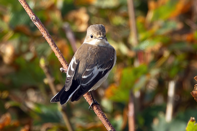 Pied Flycatcher