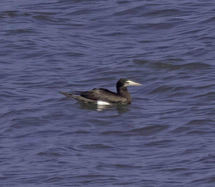 Brown Booby