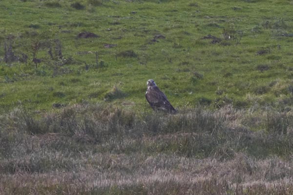 Rough-legged Buzzard