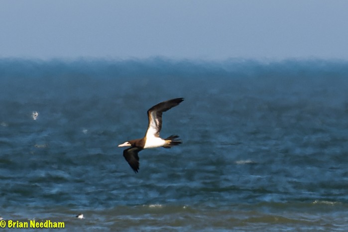 Brown Booby