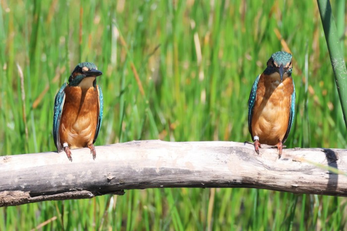 Kingfisher
