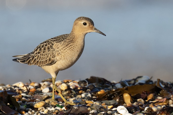 Buff-breasted Sandpiper