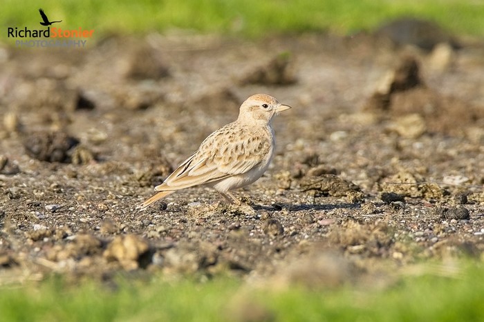 Short-toed Lark