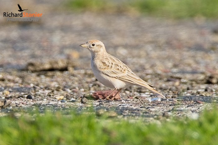 Short-toed Lark