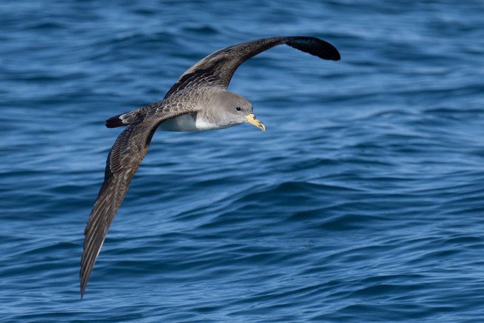 Cory's Shearwater