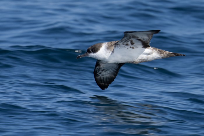 Great Shearwater