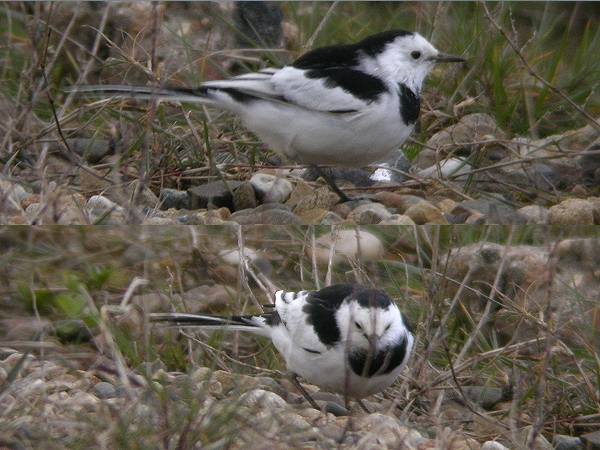 Amur Wagtail