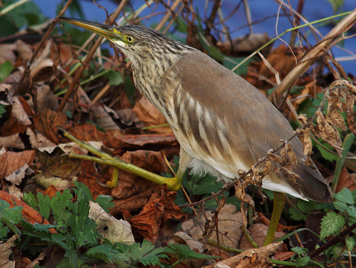 Squacco Heron