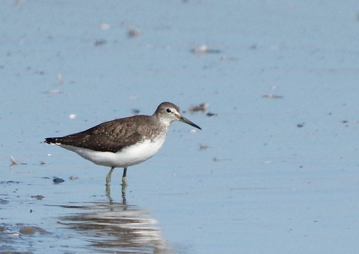 Green Sandpiper
