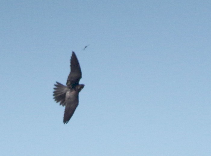 Hobby