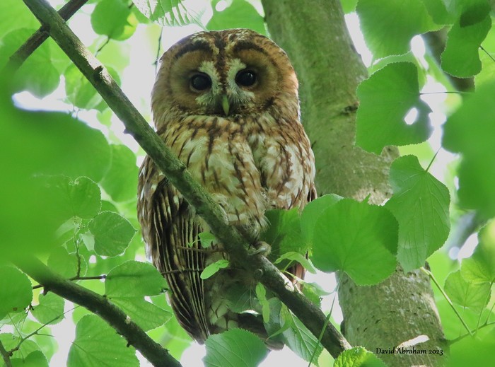 Tawny Owl 