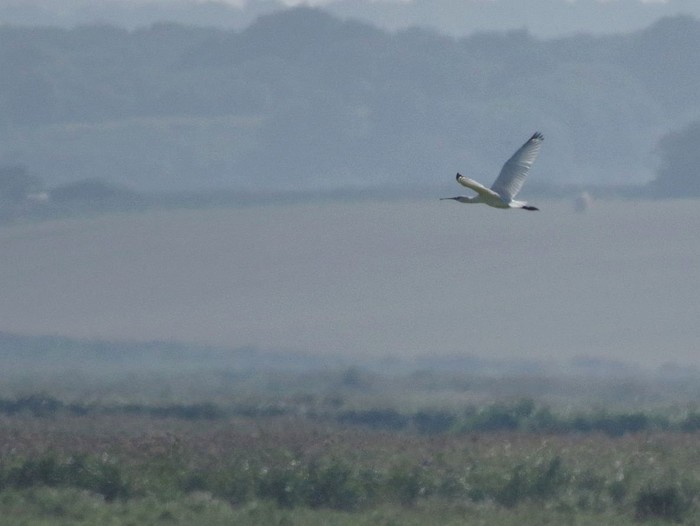 Spoonbill