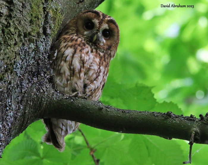 Tawny Owl 