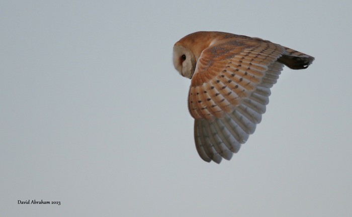 Barn Owl