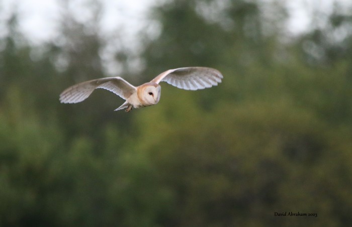 Barn Owl 