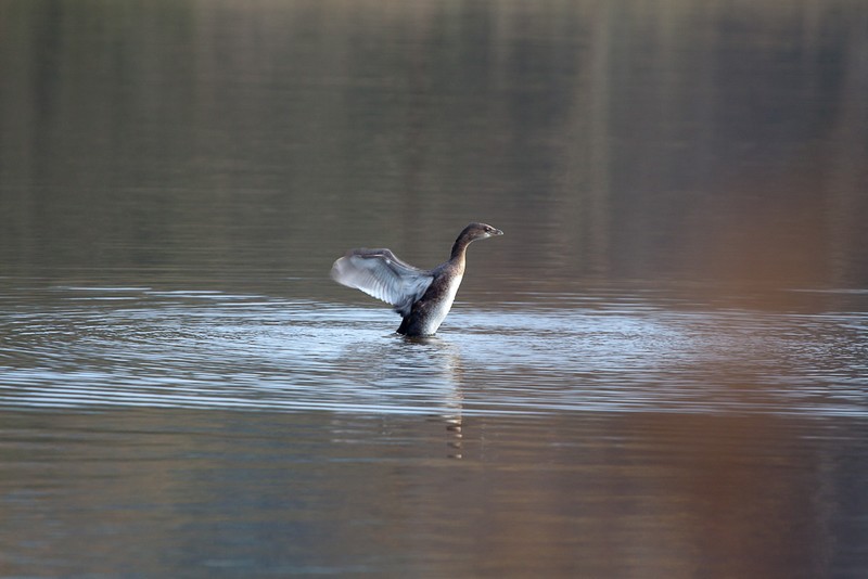 Pied-billed Grebe