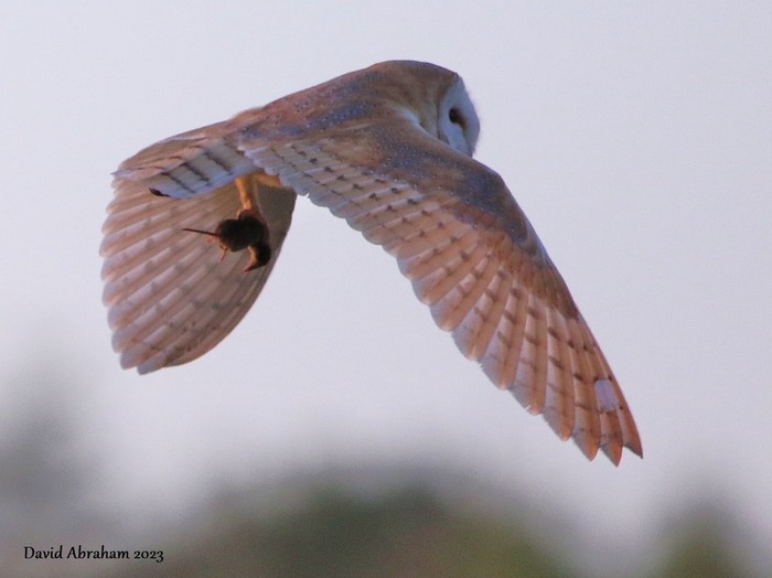 Barn Owl 