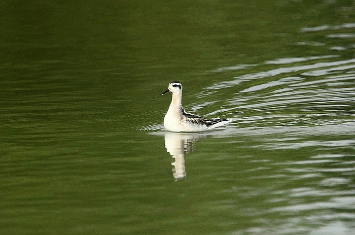 Red-necked Phalarope