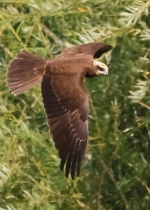 Marsh Harrier