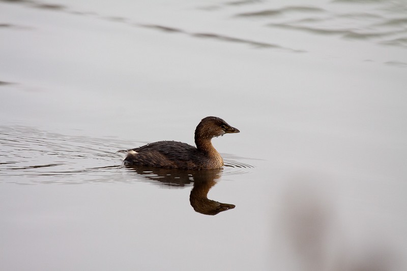 Pied-billed Grebe