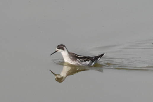 Red-necked Phalarope