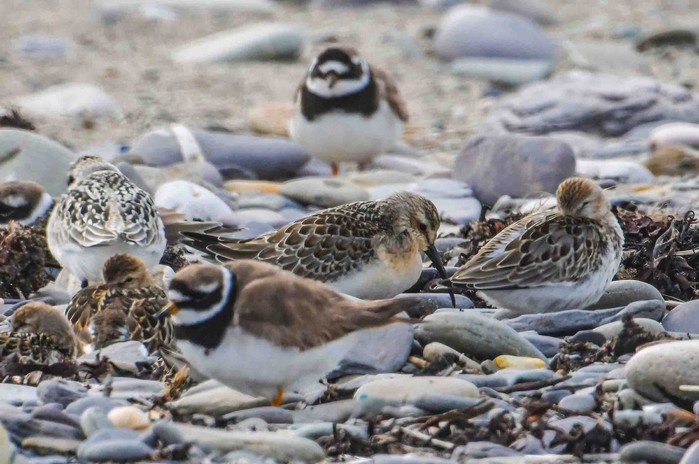 Curlew Sandpiper